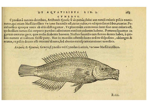 Reproducción/Reproduction 6418713969: Petri Bellonii Cenomani De aquatilibus, libri duo cum [epsilon, iota] conibus ad viuam ipsorum effigiem, quoad eius fieri potuit, expressis ... Parisiis,Apud C. Stephanum,1553