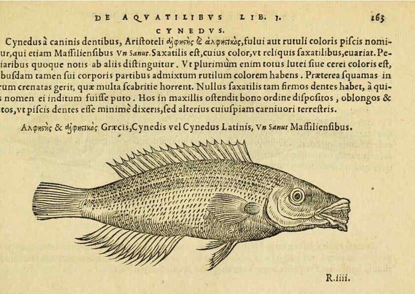 Reproducción/Reproduction 6418713969: Petri Bellonii Cenomani De aquatilibus, libri duo cum [epsilon, iota] conibus ad viuam ipsorum effigiem, quoad eius fieri potuit, expressis ... Parisiis,Apud C. Stephanum,1553