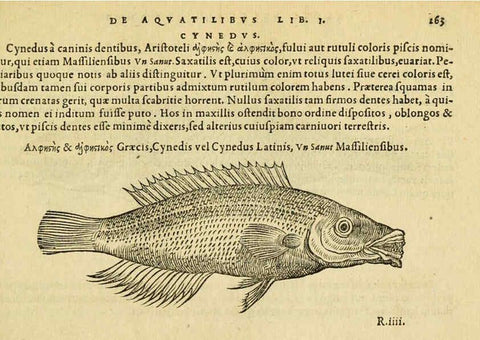 Reproducción/Reproduction 6418713969: Petri Bellonii Cenomani De aquatilibus, libri duo cum [epsilon, iota] conibus ad viuam ipsorum effigiem, quoad eius fieri potuit, expressis ... Parisiis,Apud C. Stephanum,1553
