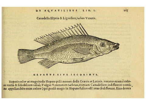 Reproducción/Reproduction 6418714393: Petri Bellonii Cenomani De aquatilibus, libri duo cum [epsilon, iota] conibus ad viuam ipsorum effigiem, quoad eius fieri potuit, expressis ... Parisiis,Apud C. Stephanum,1553