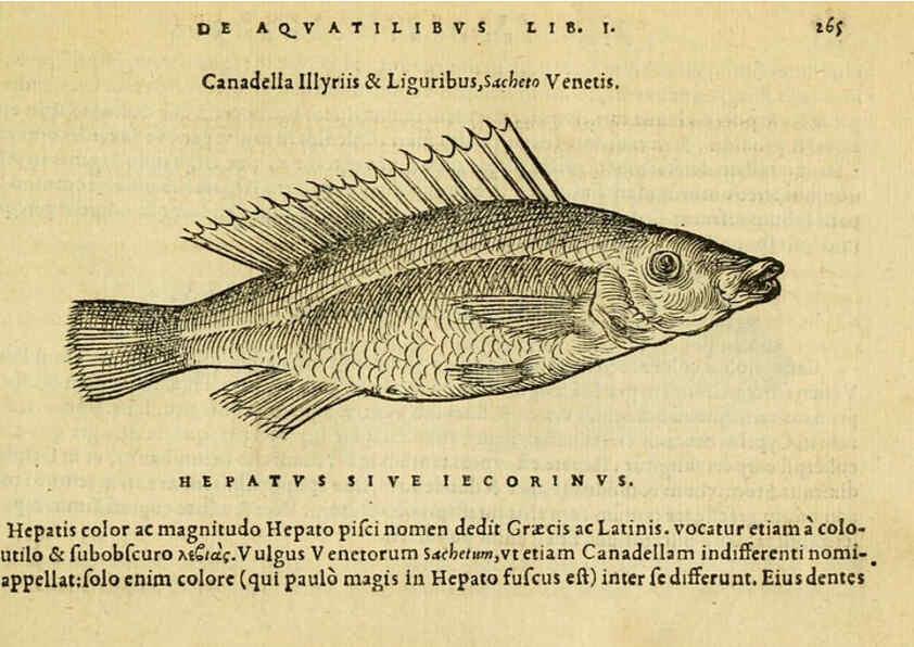 Reproducción/Reproduction 6418714393: Petri Bellonii Cenomani De aquatilibus, libri duo cum [epsilon, iota] conibus ad viuam ipsorum effigiem, quoad eius fieri potuit, expressis ... Parisiis,Apud C. Stephanum,1553