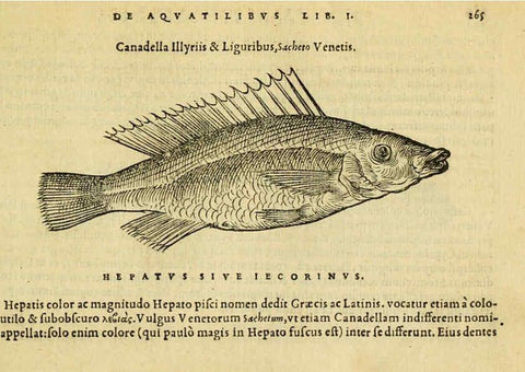 Reproducción/Reproduction 6418714393: Petri Bellonii Cenomani De aquatilibus, libri duo cum [epsilon, iota] conibus ad viuam ipsorum effigiem, quoad eius fieri potuit, expressis ... Parisiis,Apud C. Stephanum,1553
