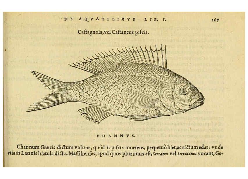 Reproducción/Reproduction 6418714711: Petri Bellonii Cenomani De aquatilibus, libri duo cum [epsilon, iota] conibus ad viuam ipsorum effigiem, quoad eius fieri potuit, expressis ... Parisiis,Apud C. Stephanum,1553