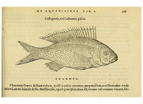 Reproducción/Reproduction 6418714711: Petri Bellonii Cenomani De aquatilibus, libri duo cum [epsilon, iota] conibus ad viuam ipsorum effigiem, quoad eius fieri potuit, expressis ... Parisiis,Apud C. Stephanum,1553