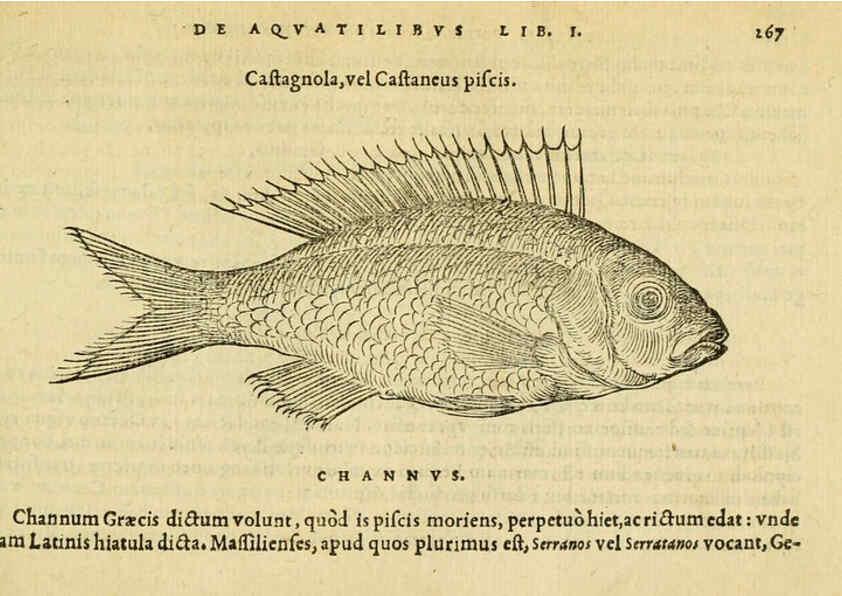 Reproducción/Reproduction 6418714711: Petri Bellonii Cenomani De aquatilibus, libri duo cum [epsilon, iota] conibus ad viuam ipsorum effigiem, quoad eius fieri potuit, expressis ... Parisiis,Apud C. Stephanum,1553