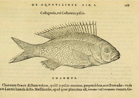 Reproducción/Reproduction 6418714711: Petri Bellonii Cenomani De aquatilibus, libri duo cum [epsilon, iota] conibus ad viuam ipsorum effigiem, quoad eius fieri potuit, expressis ... Parisiis,Apud C. Stephanum,1553