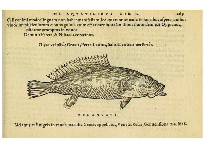 Reproducción/Reproduction 6418715069: Petri Bellonii Cenomani De aquatilibus, libri duo cum [epsilon, iota] conibus ad viuam ipsorum effigiem, quoad eius fieri potuit, expressis ... Parisiis,Apud C. Stephanum,1553