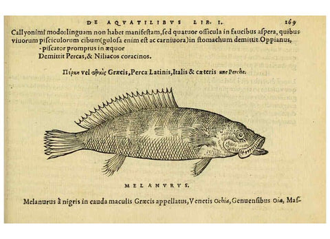 Reproducción/Reproduction 6418715069: Petri Bellonii Cenomani De aquatilibus, libri duo cum [epsilon, iota] conibus ad viuam ipsorum effigiem, quoad eius fieri potuit, expressis ... Parisiis,Apud C. Stephanum,1553