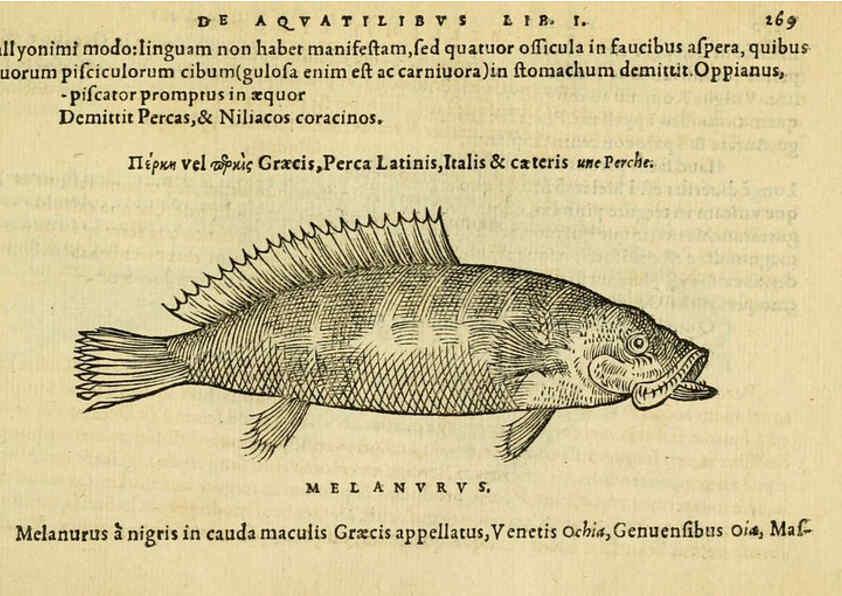 Reproducción/Reproduction 6418715069: Petri Bellonii Cenomani De aquatilibus, libri duo cum [epsilon, iota] conibus ad viuam ipsorum effigiem, quoad eius fieri potuit, expressis ... Parisiis,Apud C. Stephanum,1553