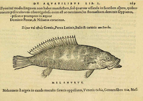 Reproducción/Reproduction 6418715069: Petri Bellonii Cenomani De aquatilibus, libri duo cum [epsilon, iota] conibus ad viuam ipsorum effigiem, quoad eius fieri potuit, expressis ... Parisiis,Apud C. Stephanum,1553