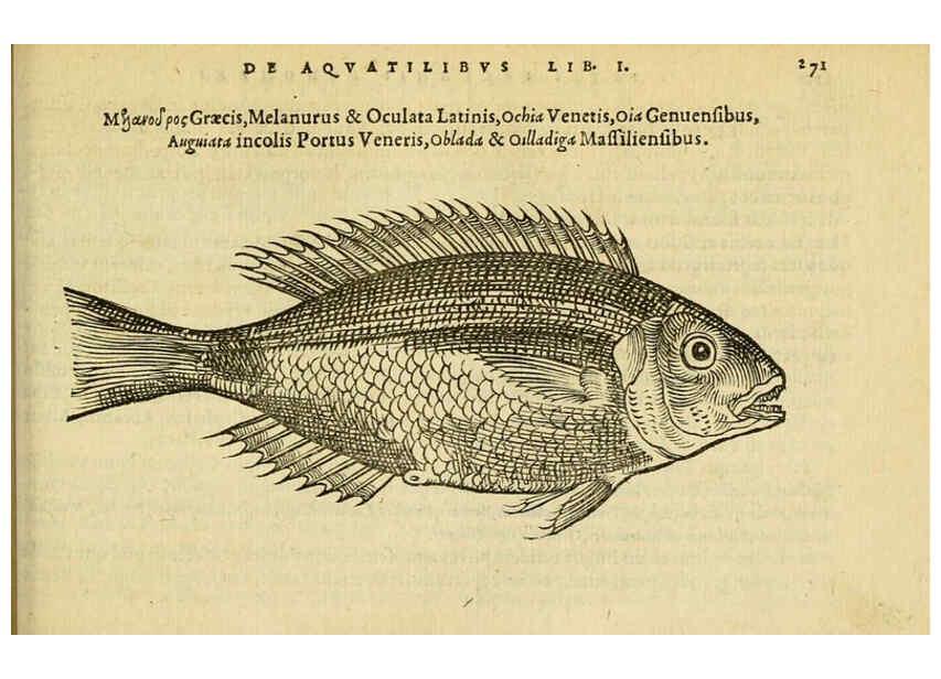 Reproducción/Reproduction 6418715633: Petri Bellonii Cenomani De aquatilibus, libri duo cum [epsilon, iota] conibus ad viuam ipsorum effigiem, quoad eius fieri potuit, expressis ... Parisiis,Apud C. Stephanum,1553