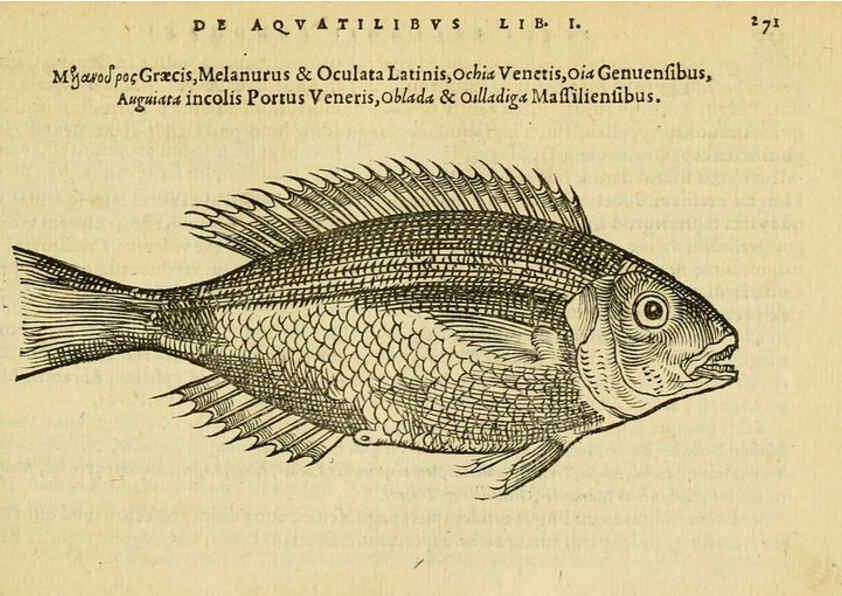 Reproducción/Reproduction 6418715633: Petri Bellonii Cenomani De aquatilibus, libri duo cum [epsilon, iota] conibus ad viuam ipsorum effigiem, quoad eius fieri potuit, expressis ... Parisiis,Apud C. Stephanum,1553