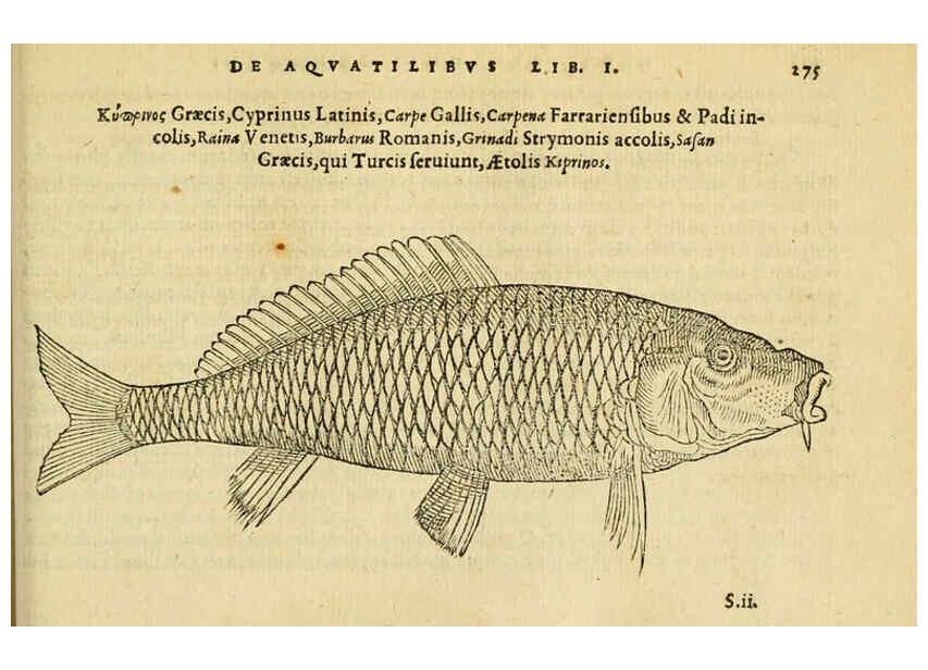 Reproducción/Reproduction 6418716135: Petri Bellonii Cenomani De aquatilibus, libri duo cum [epsilon, iota] conibus ad viuam ipsorum effigiem, quoad eius fieri potuit, expressis ... Parisiis,Apud C. Stephanum,1553