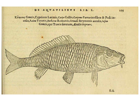 Reproducción/Reproduction 6418716135: Petri Bellonii Cenomani De aquatilibus, libri duo cum [epsilon, iota] conibus ad viuam ipsorum effigiem, quoad eius fieri potuit, expressis ... Parisiis,Apud C. Stephanum,1553