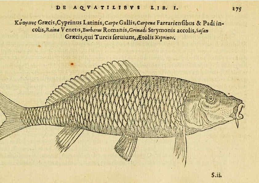 Reproducción/Reproduction 6418716135: Petri Bellonii Cenomani De aquatilibus, libri duo cum [epsilon, iota] conibus ad viuam ipsorum effigiem, quoad eius fieri potuit, expressis ... Parisiis,Apud C. Stephanum,1553