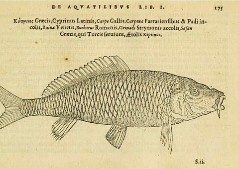 Reproducción/Reproduction 6418716135: Petri Bellonii Cenomani De aquatilibus, libri duo cum [epsilon, iota] conibus ad viuam ipsorum effigiem, quoad eius fieri potuit, expressis ... Parisiis,Apud C. Stephanum,1553
