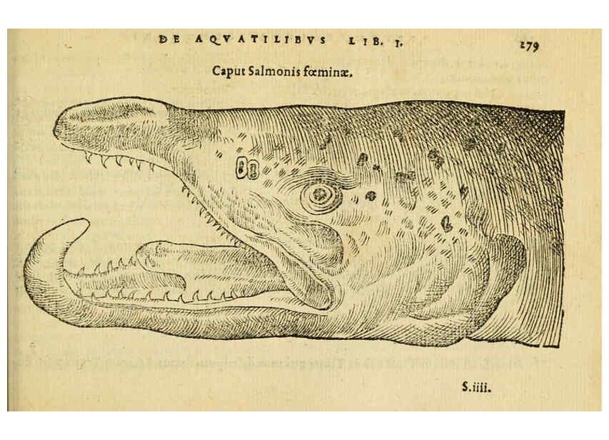 Reproducción/Reproduction 6418716477: Petri Bellonii Cenomani De aquatilibus, libri duo cum [epsilon, iota] conibus ad viuam ipsorum effigiem, quoad eius fieri potuit, expressis ... Parisiis,Apud C. Stephanum,1553