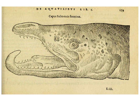 Reproducción/Reproduction 6418716477: Petri Bellonii Cenomani De aquatilibus, libri duo cum [epsilon, iota] conibus ad viuam ipsorum effigiem, quoad eius fieri potuit, expressis ... Parisiis,Apud C. Stephanum,1553