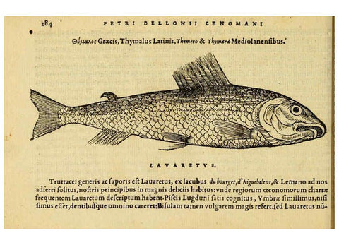 Reproducción/Reproduction 6418716843: Petri Bellonii Cenomani De aquatilibus, libri duo cum [epsilon, iota] conibus ad viuam ipsorum effigiem, quoad eius fieri potuit, expressis ... Parisiis,Apud C. Stephanum,1553