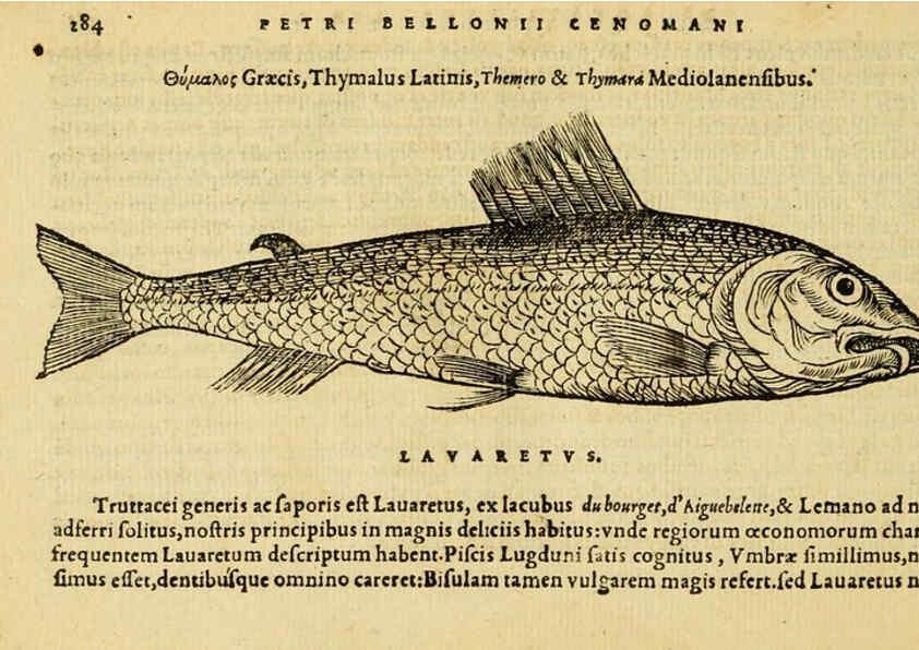 Reproducción/Reproduction 6418716843: Petri Bellonii Cenomani De aquatilibus, libri duo cum [epsilon, iota] conibus ad viuam ipsorum effigiem, quoad eius fieri potuit, expressis ... Parisiis,Apud C. Stephanum,1553