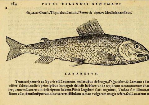Reproducción/Reproduction 6418716843: Petri Bellonii Cenomani De aquatilibus, libri duo cum [epsilon, iota] conibus ad viuam ipsorum effigiem, quoad eius fieri potuit, expressis ... Parisiis,Apud C. Stephanum,1553