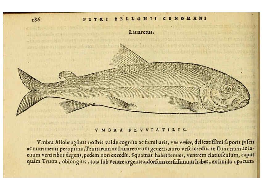 Reproducción/Reproduction 6418717135: Petri Bellonii Cenomani De aquatilibus, libri duo cum [epsilon, iota] conibus ad viuam ipsorum effigiem, quoad eius fieri potuit, expressis ... Parisiis,Apud C. Stephanum,1553