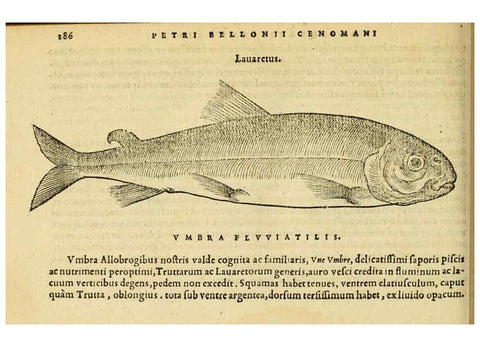 Reproducción/Reproduction 6418717135: Petri Bellonii Cenomani De aquatilibus, libri duo cum [epsilon, iota] conibus ad viuam ipsorum effigiem, quoad eius fieri potuit, expressis ... Parisiis,Apud C. Stephanum,1553
