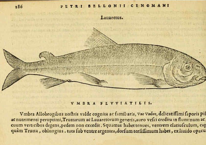 Reproducción/Reproduction 6418717135: Petri Bellonii Cenomani De aquatilibus, libri duo cum [epsilon, iota] conibus ad viuam ipsorum effigiem, quoad eius fieri potuit, expressis ... Parisiis,Apud C. Stephanum,1553
