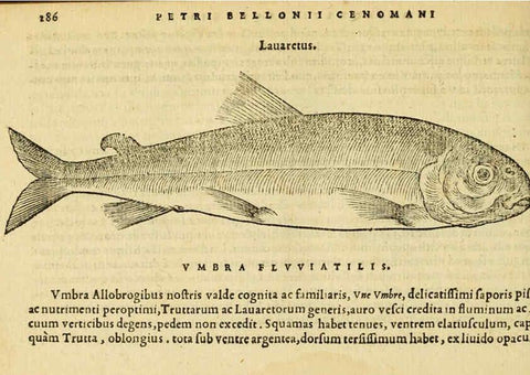 Reproducción/Reproduction 6418717135: Petri Bellonii Cenomani De aquatilibus, libri duo cum [epsilon, iota] conibus ad viuam ipsorum effigiem, quoad eius fieri potuit, expressis ... Parisiis,Apud C. Stephanum,1553