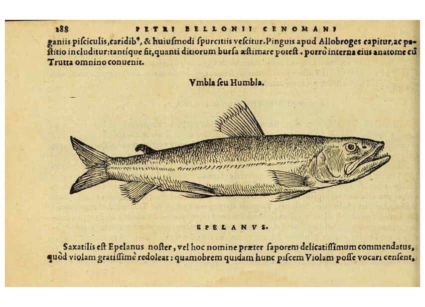 Reproducción/Reproduction 6418717499: Petri Bellonii Cenomani De aquatilibus, libri duo cum [epsilon, iota] conibus ad viuam ipsorum effigiem, quoad eius fieri potuit, expressis ... Parisiis,Apud C. Stephanum,1553