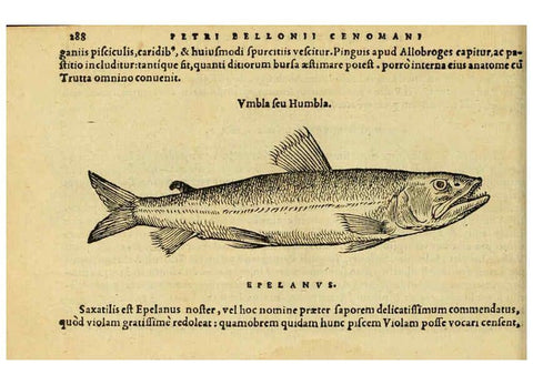 Reproducción/Reproduction 6418717499: Petri Bellonii Cenomani De aquatilibus, libri duo cum [epsilon, iota] conibus ad viuam ipsorum effigiem, quoad eius fieri potuit, expressis ... Parisiis,Apud C. Stephanum,1553