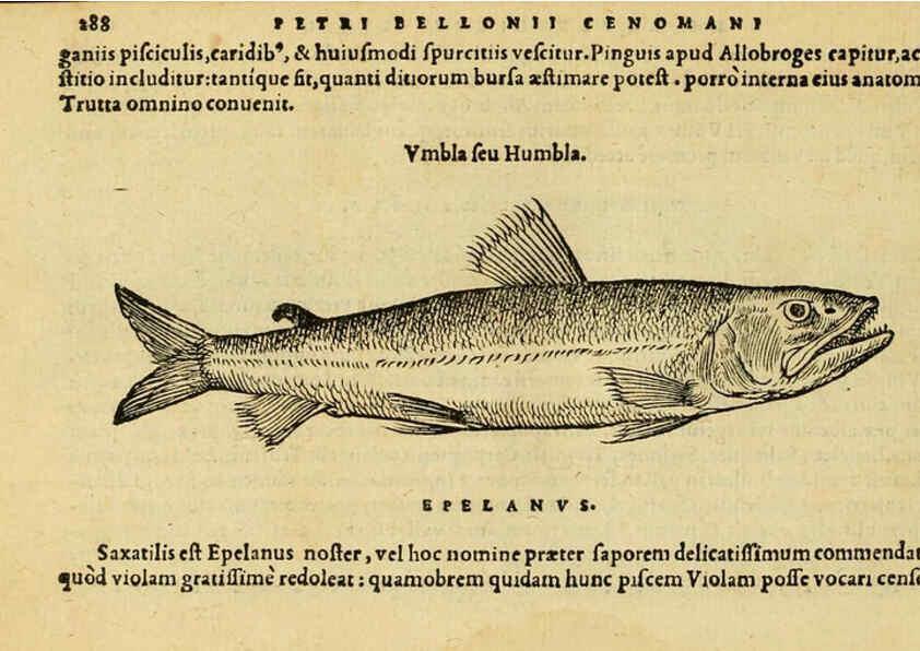 Reproducción/Reproduction 6418717499: Petri Bellonii Cenomani De aquatilibus, libri duo cum [epsilon, iota] conibus ad viuam ipsorum effigiem, quoad eius fieri potuit, expressis ... Parisiis,Apud C. Stephanum,1553