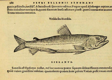 Reproducción/Reproduction 6418717499: Petri Bellonii Cenomani De aquatilibus, libri duo cum [epsilon, iota] conibus ad viuam ipsorum effigiem, quoad eius fieri potuit, expressis ... Parisiis,Apud C. Stephanum,1553