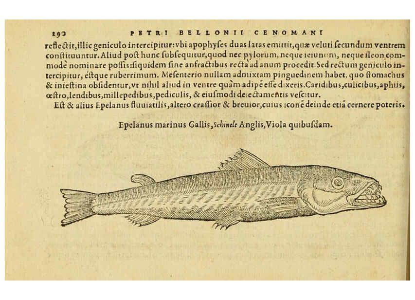 Reproducción/Reproduction 6418717969: Petri Bellonii Cenomani De aquatilibus, libri duo cum [epsilon, iota] conibus ad viuam ipsorum effigiem, quoad eius fieri potuit, expressis ... Parisiis,Apud C. Stephanum,1553