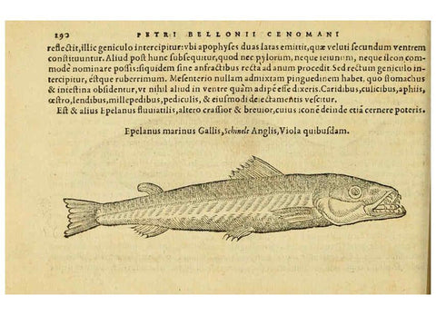 Reproducción/Reproduction 6418717969: Petri Bellonii Cenomani De aquatilibus, libri duo cum [epsilon, iota] conibus ad viuam ipsorum effigiem, quoad eius fieri potuit, expressis ... Parisiis,Apud C. Stephanum,1553