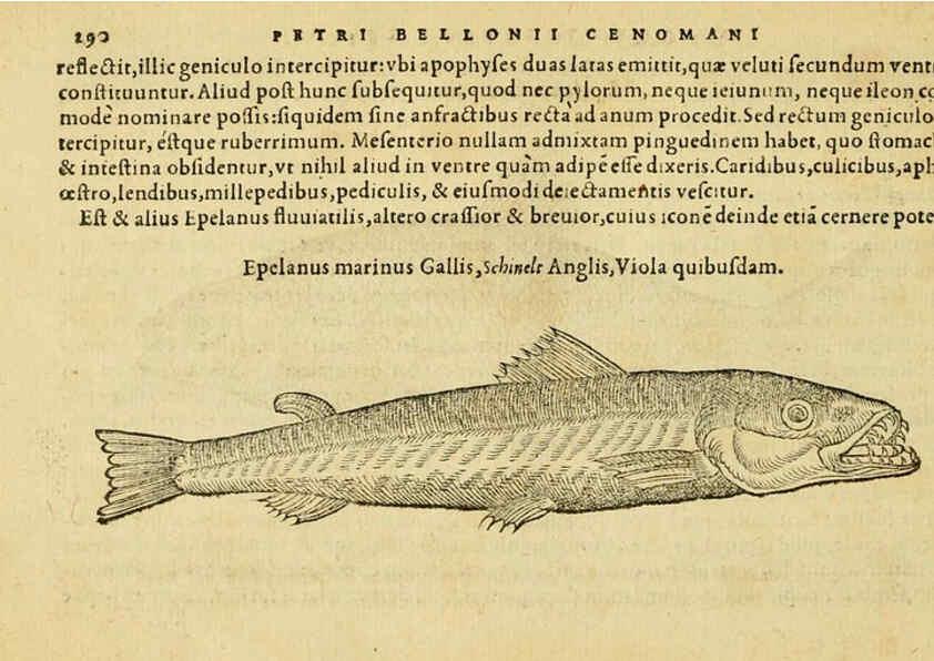 Reproducción/Reproduction 6418717969: Petri Bellonii Cenomani De aquatilibus, libri duo cum [epsilon, iota] conibus ad viuam ipsorum effigiem, quoad eius fieri potuit, expressis ... Parisiis,Apud C. Stephanum,1553