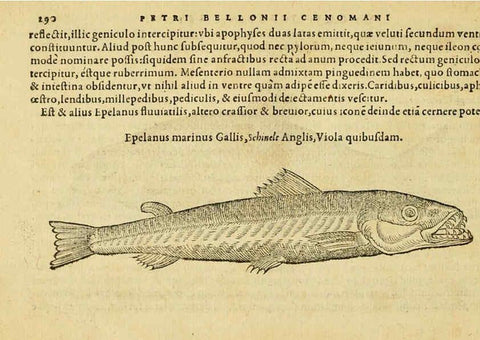 Reproducción/Reproduction 6418717969: Petri Bellonii Cenomani De aquatilibus, libri duo cum [epsilon, iota] conibus ad viuam ipsorum effigiem, quoad eius fieri potuit, expressis ... Parisiis,Apud C. Stephanum,1553