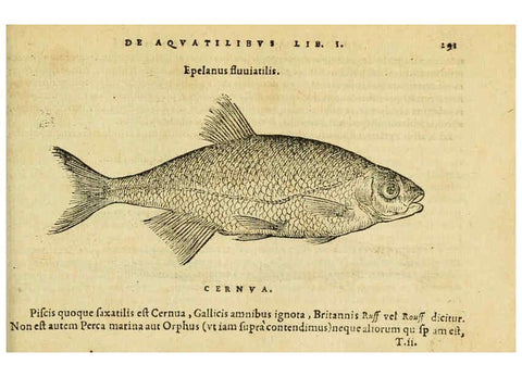 Reproducción/Reproduction 6418719725: Petri Bellonii Cenomani De aquatilibus, libri duo cum [epsilon, iota] conibus ad viuam ipsorum effigiem, quoad eius fieri potuit, expressis ... Parisiis,Apud C. Stephanum,1553