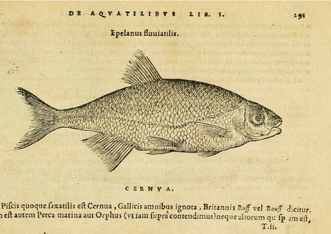 Reproducción/Reproduction 6418719725: Petri Bellonii Cenomani De aquatilibus, libri duo cum [epsilon, iota] conibus ad viuam ipsorum effigiem, quoad eius fieri potuit, expressis ... Parisiis,Apud C. Stephanum,1553
