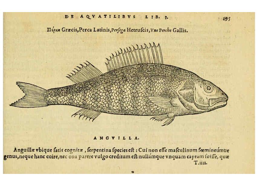 Reproducción/Reproduction 6418720063: Petri Bellonii Cenomani De aquatilibus, libri duo cum [epsilon, iota] conibus ad viuam ipsorum effigiem, quoad eius fieri potuit, expressis ... Parisiis,Apud C. Stephanum,1553