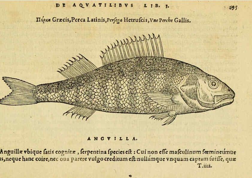 Reproducción/Reproduction 6418720063: Petri Bellonii Cenomani De aquatilibus, libri duo cum [epsilon, iota] conibus ad viuam ipsorum effigiem, quoad eius fieri potuit, expressis ... Parisiis,Apud C. Stephanum,1553