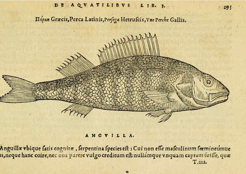 Reproducción/Reproduction 6418720063: Petri Bellonii Cenomani De aquatilibus, libri duo cum [epsilon, iota] conibus ad viuam ipsorum effigiem, quoad eius fieri potuit, expressis ... Parisiis,Apud C. Stephanum,1553