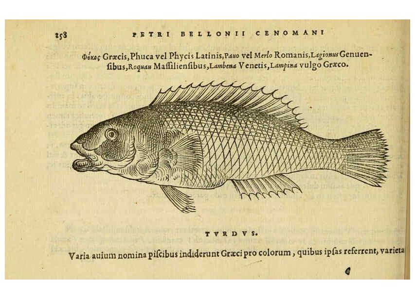 Reproducción/Reproduction 6418713049: Petri Bellonii Cenomani De aquatilibus, libri duo cum [epsilon, iota] conibus ad viuam ipsorum effigiem, quoad eius fieri potuit, expressis ... Parisiis,Apud C. Stephanum,1553