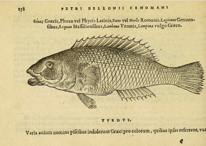 Reproducción/Reproduction 6418713049: Petri Bellonii Cenomani De aquatilibus, libri duo cum [epsilon, iota] conibus ad viuam ipsorum effigiem, quoad eius fieri potuit, expressis ... Parisiis,Apud C. Stephanum,1553