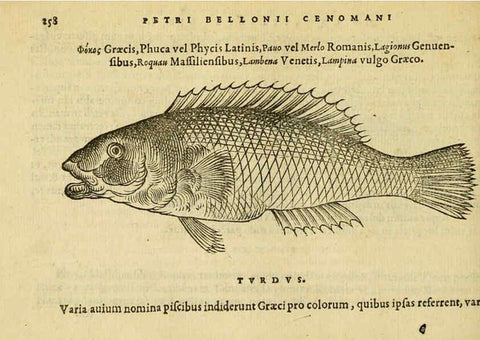 Reproducción/Reproduction 6418713049: Petri Bellonii Cenomani De aquatilibus, libri duo cum [epsilon, iota] conibus ad viuam ipsorum effigiem, quoad eius fieri potuit, expressis ... Parisiis,Apud C. Stephanum,1553