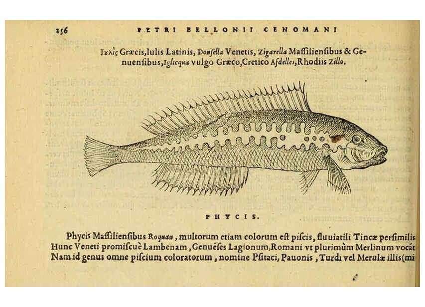 Reproducción/Reproduction 6418712737: Petri Bellonii Cenomani De aquatilibus, libri duo cum [epsilon, iota] conibus ad viuam ipsorum effigiem, quoad eius fieri potuit, expressis ... Parisiis,Apud C. Stephanum,1553