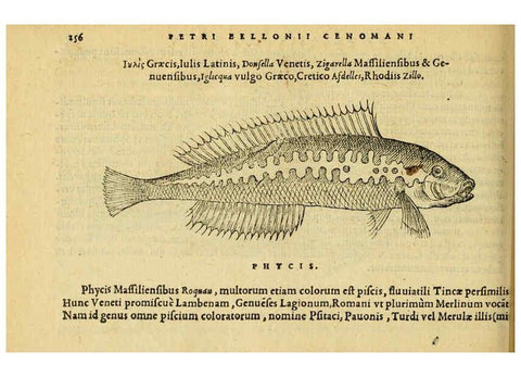 Reproducción/Reproduction 6418712737: Petri Bellonii Cenomani De aquatilibus, libri duo cum [epsilon, iota] conibus ad viuam ipsorum effigiem, quoad eius fieri potuit, expressis ... Parisiis,Apud C. Stephanum,1553