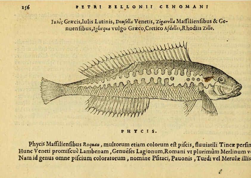 Reproducción/Reproduction 6418712737: Petri Bellonii Cenomani De aquatilibus, libri duo cum [epsilon, iota] conibus ad viuam ipsorum effigiem, quoad eius fieri potuit, expressis ... Parisiis,Apud C. Stephanum,1553