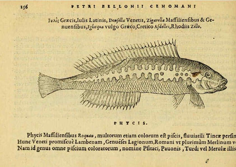 Reproducción/Reproduction 6418712737: Petri Bellonii Cenomani De aquatilibus, libri duo cum [epsilon, iota] conibus ad viuam ipsorum effigiem, quoad eius fieri potuit, expressis ... Parisiis,Apud C. Stephanum,1553