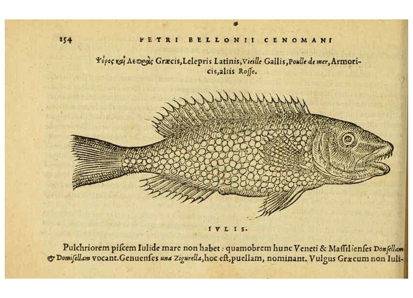 Reproducción/Reproduction 6418712455: Petri Bellonii Cenomani De aquatilibus, libri duo cum [epsilon, iota] conibus ad viuam ipsorum effigiem, quoad eius fieri potuit, expressis ... Parisiis,Apud C. Stephanum,1553